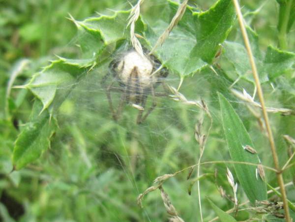 Howardian Local Nature Reserve
  Nursery-Web Spider