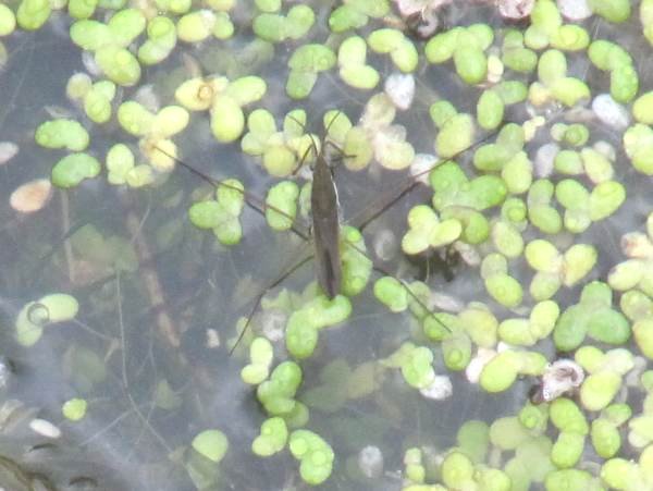 Howardian Local Nature Reserve
 Gerris lacustris