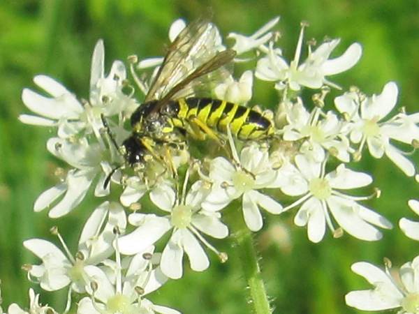 Howardian Local Nature Reserve
  Sawfly