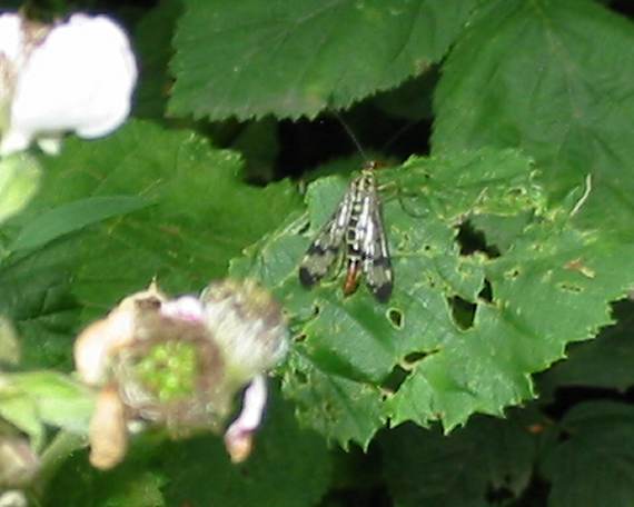Howardian Local Nature Reserve
Scorpion Fly