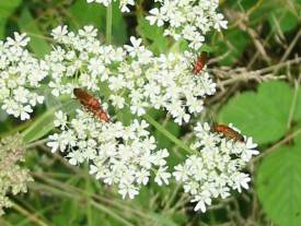 Common red soldier beetle
