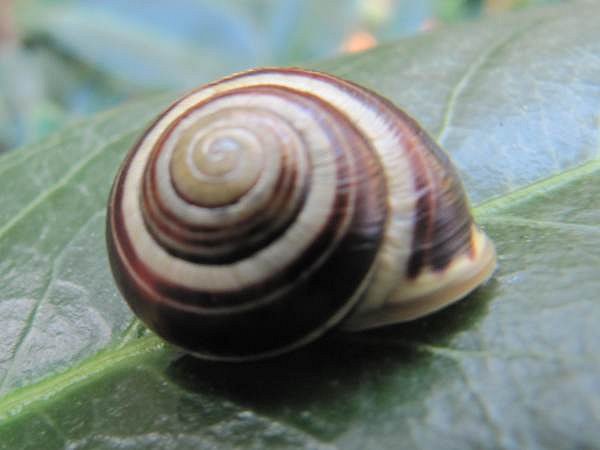 Howardian Local Nature Reserve
 White-lipped Snail