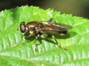 Hover Fly (Xylota segnis)
