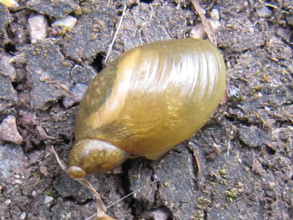 Amber Snail (Succinea putris)