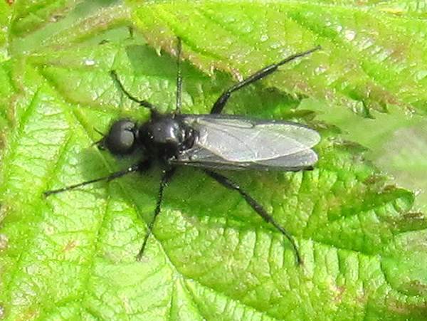 Howardian Local Nature Reserve
  St Marks Fly