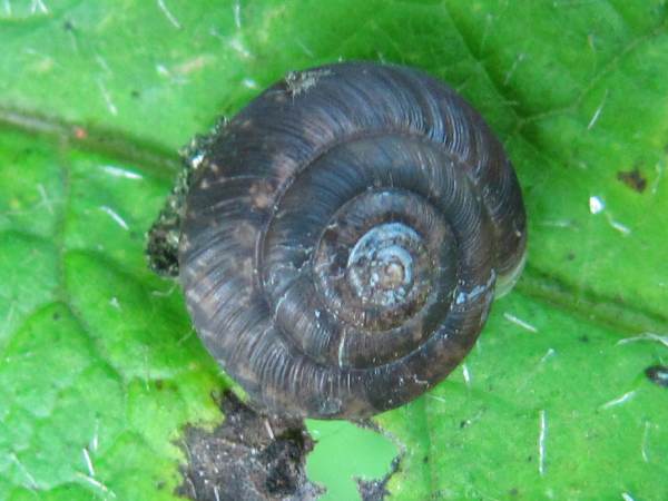 Strawberry Snail (Trochulus (Trochulus) striolatus)