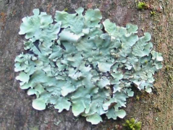 Howardian Local Nature Reserve
Lichen Parmotrema perlata
