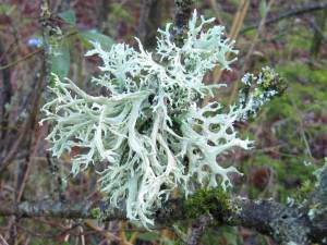 Lichen ~
  Evernia prunastri
  Oakmoss