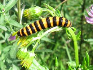 Cinnabar Moth (Caterpillar)