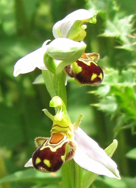 Bee Orchid detail