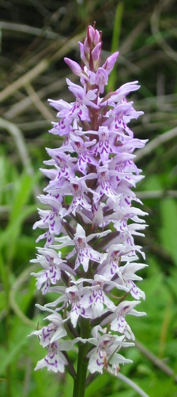 Howardian Local Nature Reserve Common Spotted Orchid (Dactylorhiza fuchsii) ~ go to Orchids page