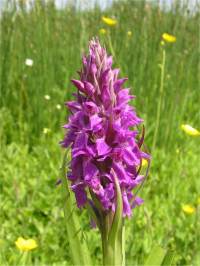Southern Marsh-orchid detail