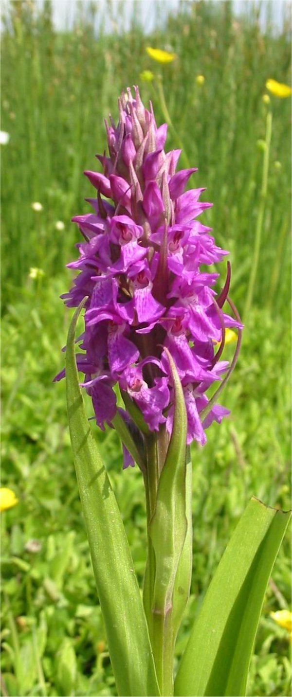 Howardian Local Nature Reserve Southern Marsh-orchid
(Dactylorhiza praetermissa) ~ go to Orchids page