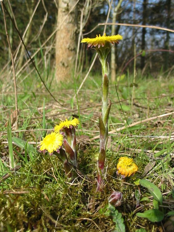 Howardian Local Nature Reserve Coltsfoot