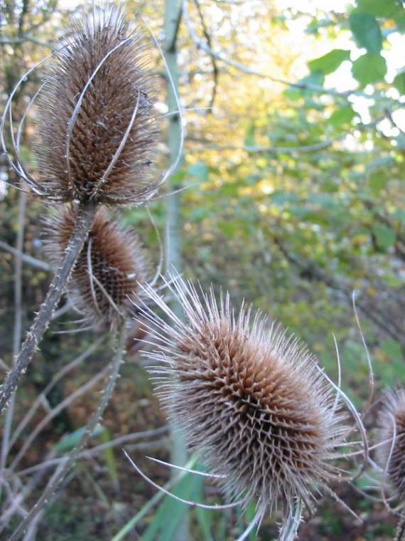 Howardian Local Nature Reserve Common Teasel