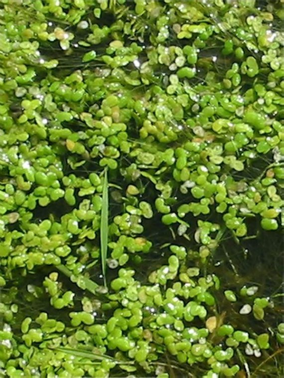Howardian Local Nature Reserve Lesser Duckweed