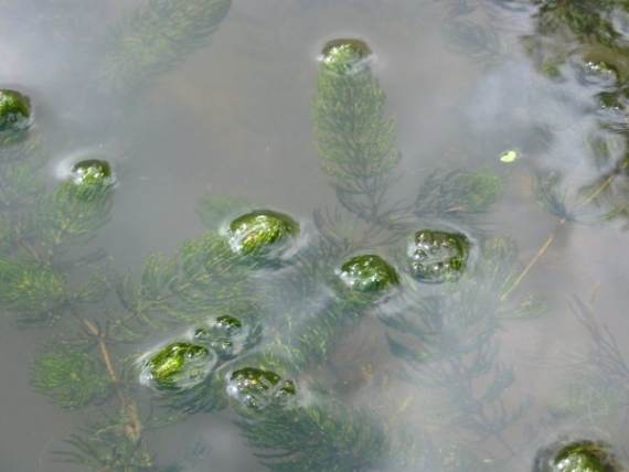 Howardian Local Nature Reserve Pond Weed