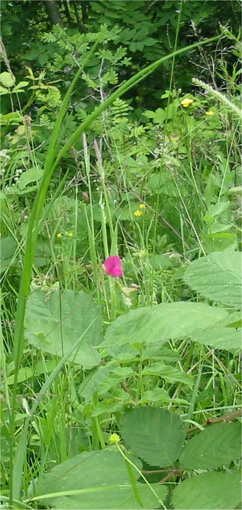 Howardian Local Nature Reserve Grass Vetchling