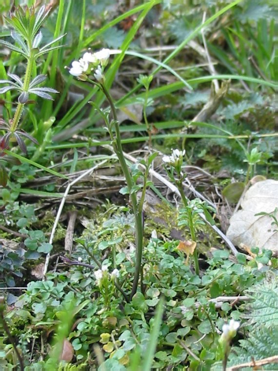 Howardian Local Nature Reserve Hairy Bitter Cress
