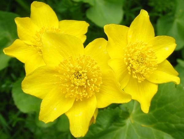 Howardian Local Nature ReserveMarsh MarigoldKing Cup