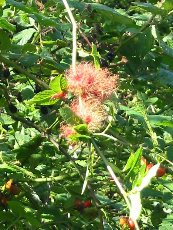 Howardian Local Nature Reserve 
Robin's pincushion 
Bedeguar Gall