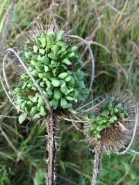 Teasel with seed sprouting in the seedhead