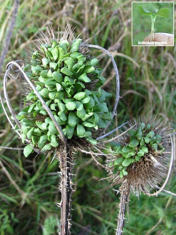Howardian Local Nature Reserve Common Teasel Seedheads with sprouting seed
