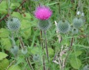Common, or Spear Thistle