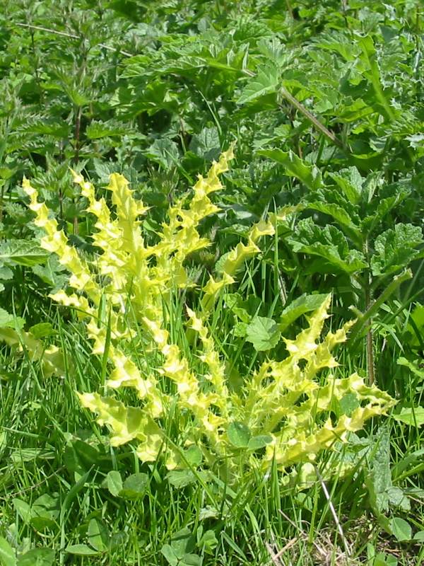 Howardian Local Nature Reserve White Thistle