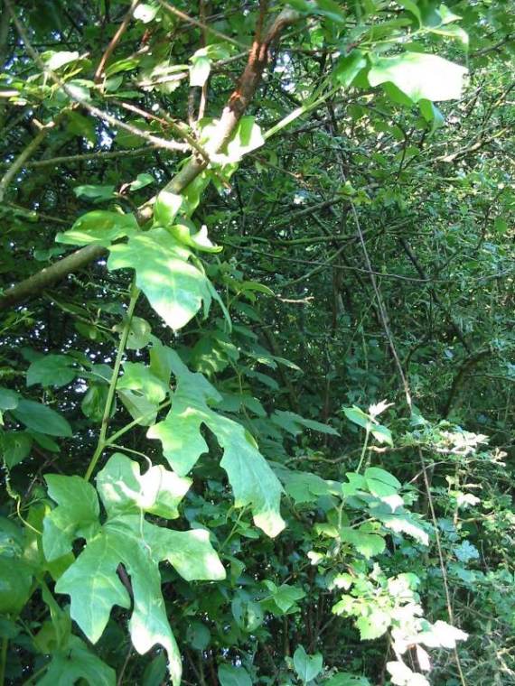 Howardian Local Nature Reserve White Bryony