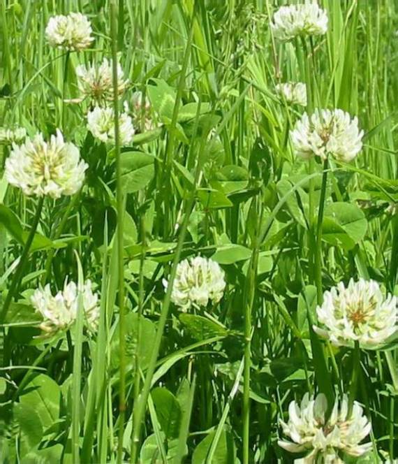 Howardian Local Nature Reserve White or Dutch Clover