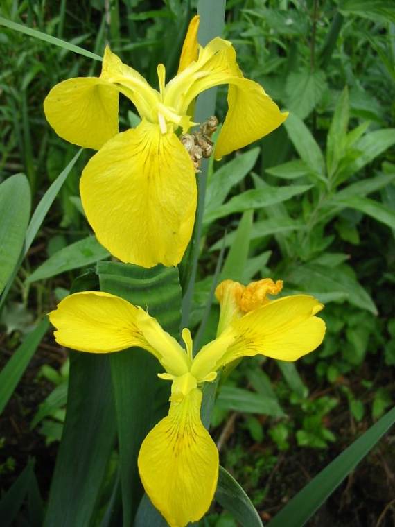 Howardian Local Nature Reserve Yellow Flag Iris
