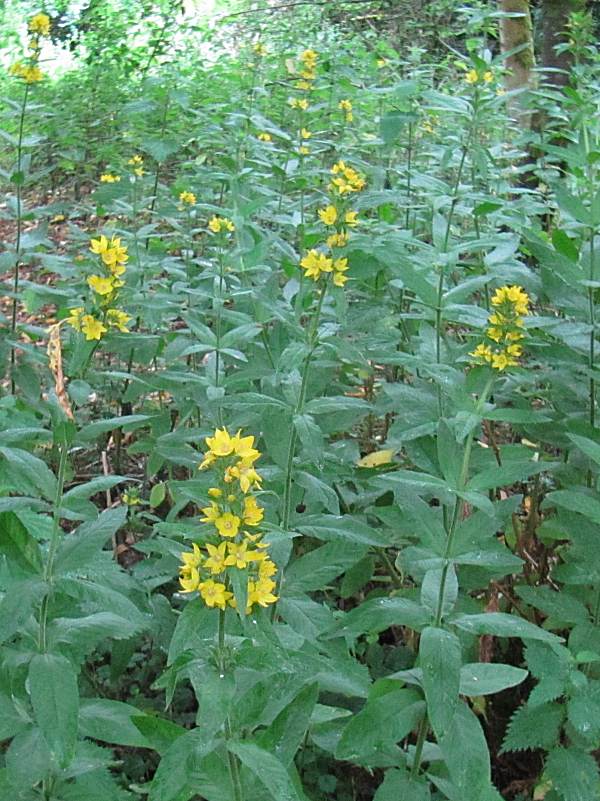 Howardian Local Nature Reserve Yellow Loostrife