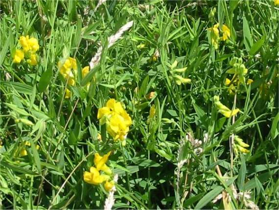 Howardian Local Nature Reserve Yellow Meadow Vetchling