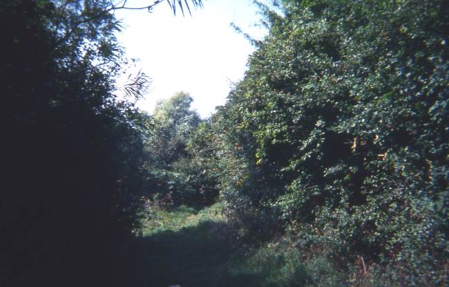 Howardian Local Nature Reserve 1974