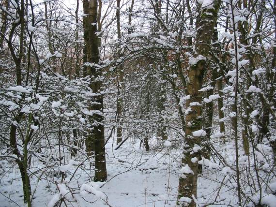 Howardian Local Nature Reserve Snow 2009