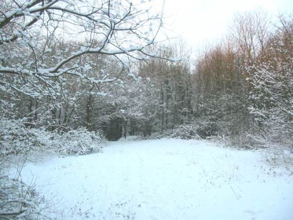 Howardian Local Nature Reserve Snow 2009