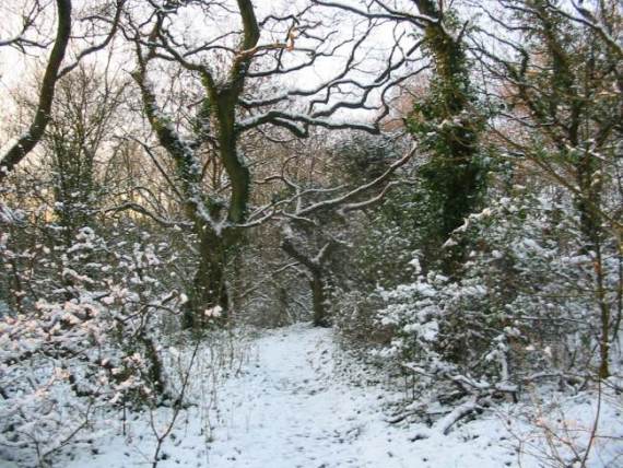 Howardian Local Nature Reserve Snow 2009