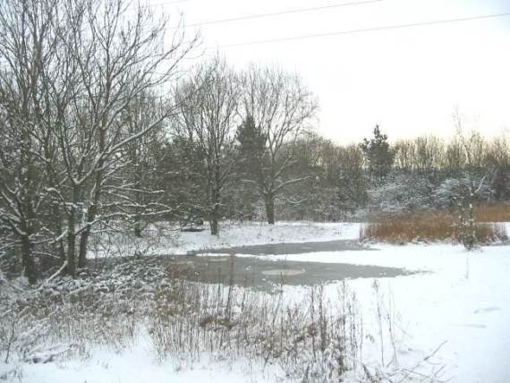 Howardian Local Nature Reserve Snow 2009