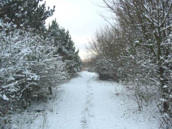 Howardian Local Nature Reserve Snow 2009