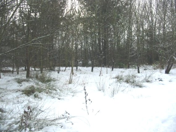 Howardian Local Nature Reserve Snow 2010