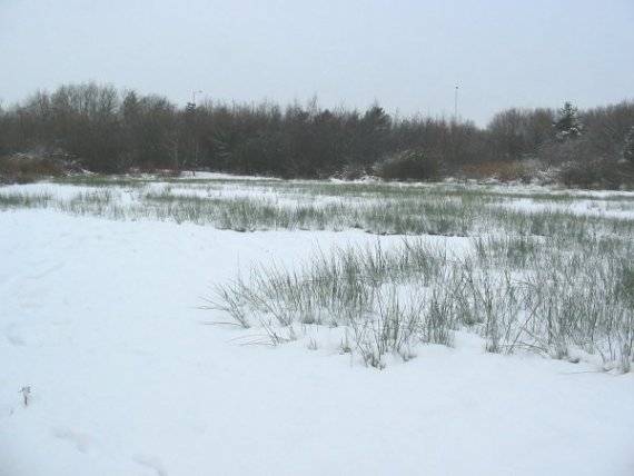 Howardian Local Nature Reserve Snow 2010