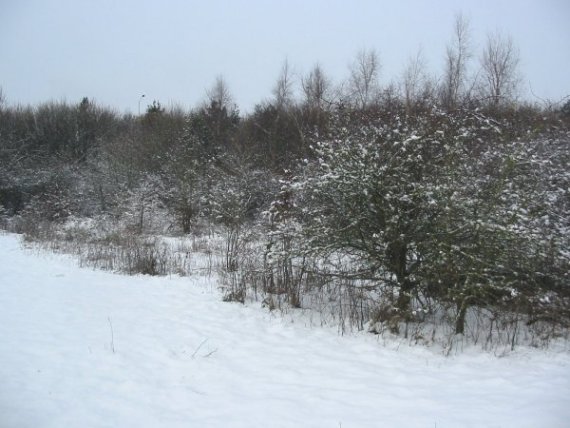Howardian Local Nature Reserve Snow 2010
