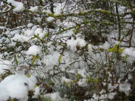 Common Orange Lichen and snow