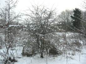 Snowy Hawthorn