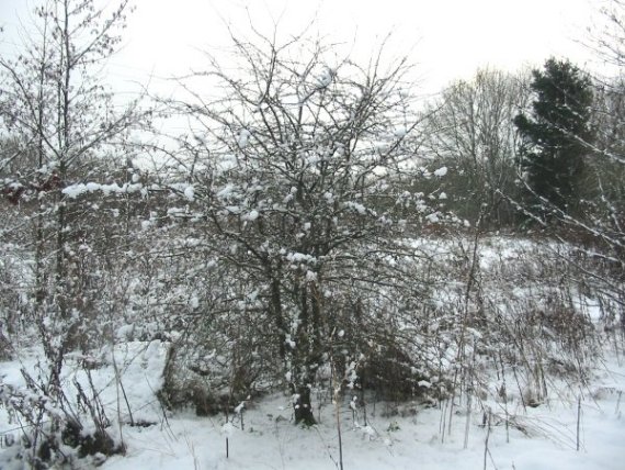 Howardian Local Nature Reserve Snow 2010