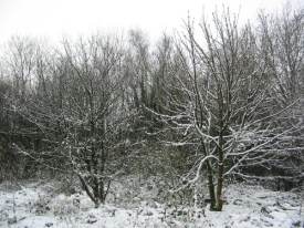 Snow trimmed trees