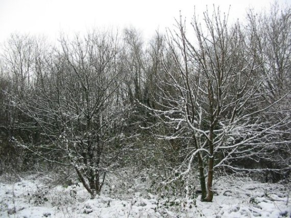 Howardian Local Nature Reserve Snow 2010