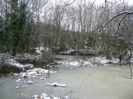 Pond from Western bank