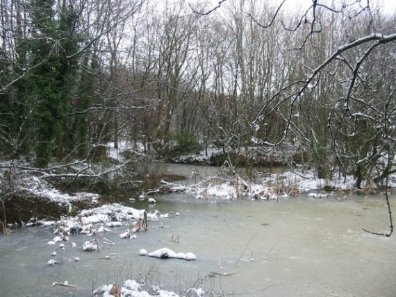 Howardian Local Nature Reserve Snow 2010